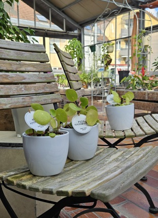 Herbolzheimer Blumenstube